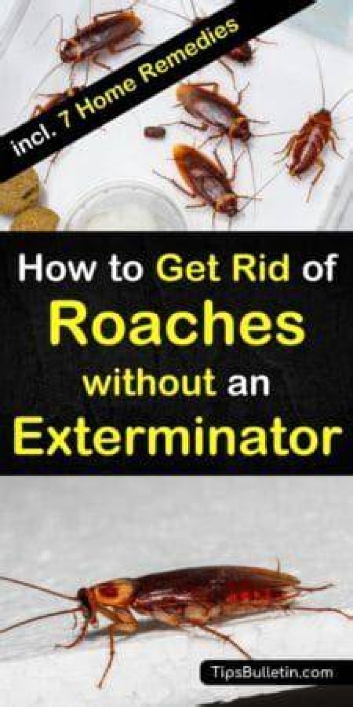 Is it possible to get rid of roaches without an exterminator?