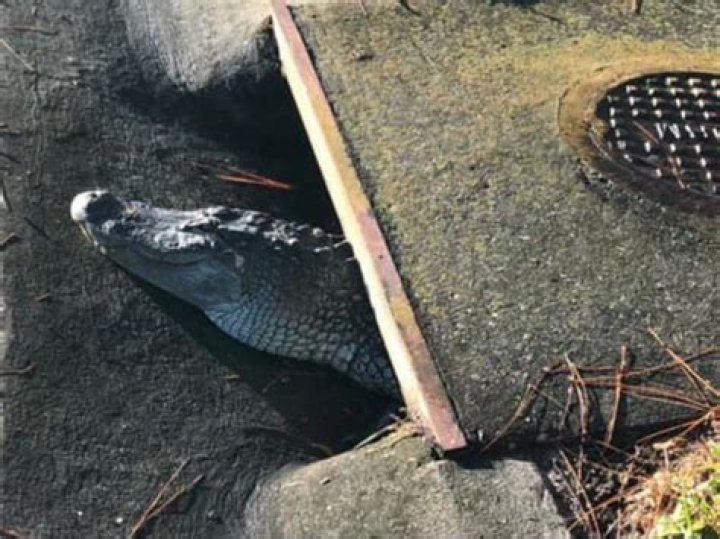 Is it true that there are alligators in the sewers?