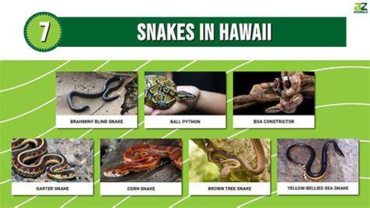 Is it true there are no snakes in Hawaii?