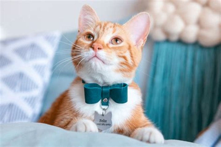 Is it uncomfortable for cats to wear collars?