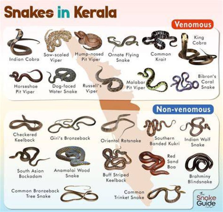 Is Kerala full of snakes?