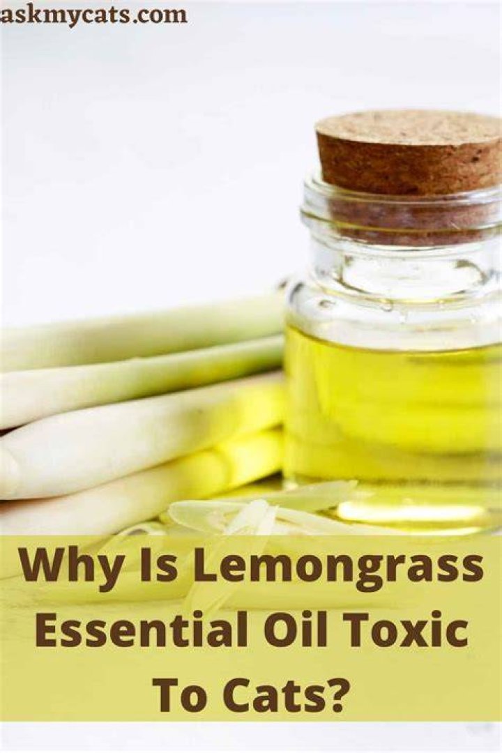 Is lemongrass oil toxic?