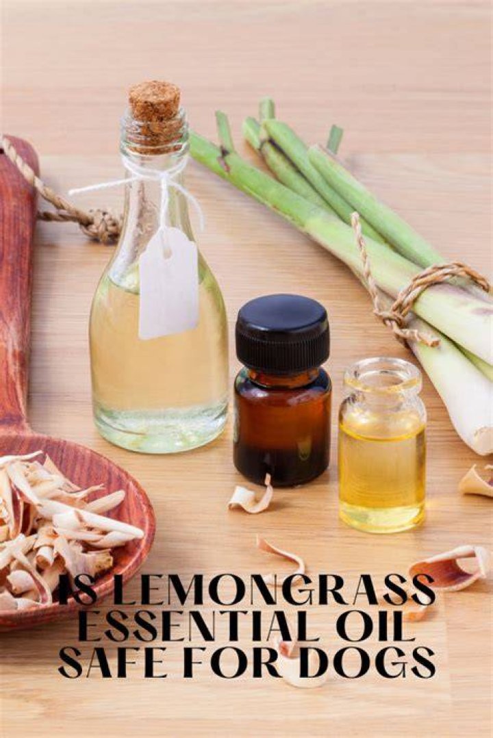 Is lemongrass safe for dogs?
