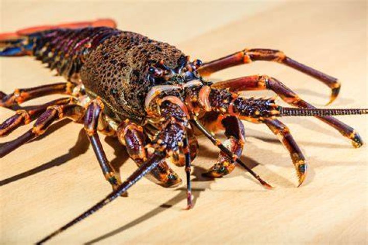 Is lobster the rat of the sea?