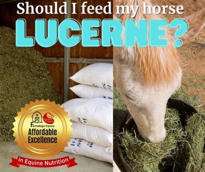 Is lucerne hay good for laminitic horses?