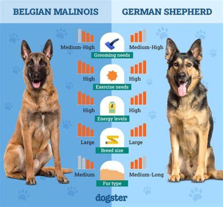 Is male or female Shepard better?