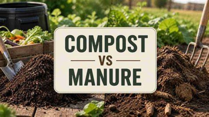 Is manure better than compost?