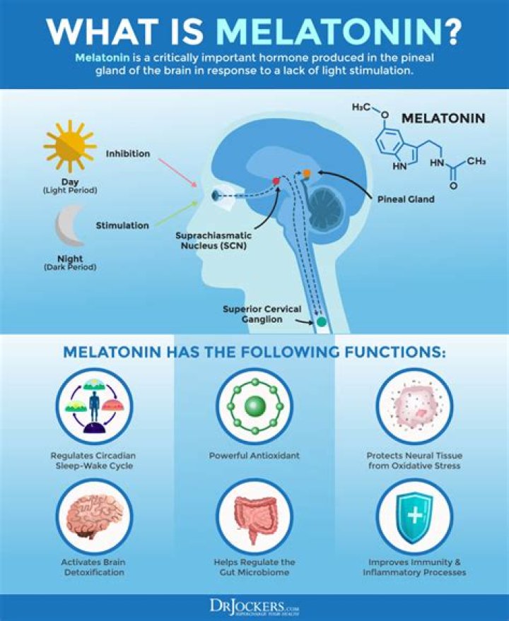Is melatonin good for your liver?