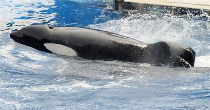 Is Ocean Sun Orca still alive?