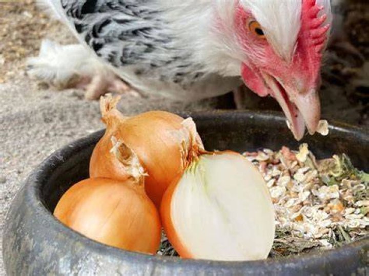 Is onion good for chickens?