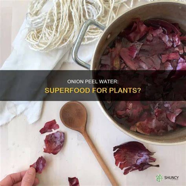 Is onion peel water good for plants?