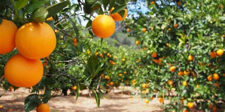 Is orange tree farming profitable?