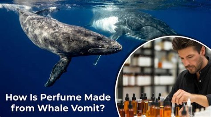 Is perfume made of whale poop?