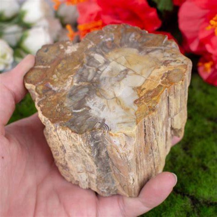 Is petrified wood worth any money?