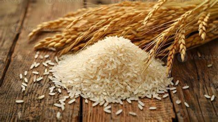 Is rice stock a good buy?