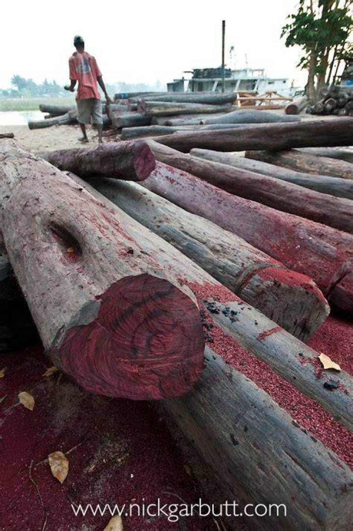Is rosewood illegal in Australia?