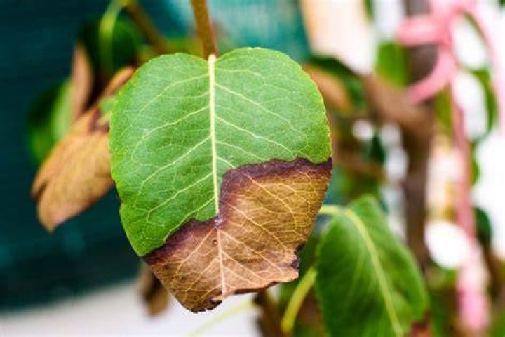 Is Rotten water good for plants?