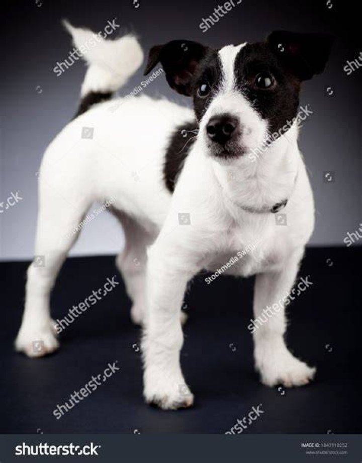 Is Russell Martin Black or white?