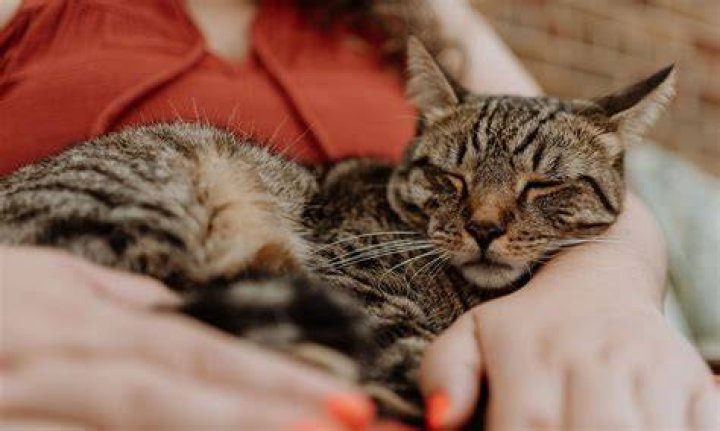 Is snuggling with a cat good for you?
