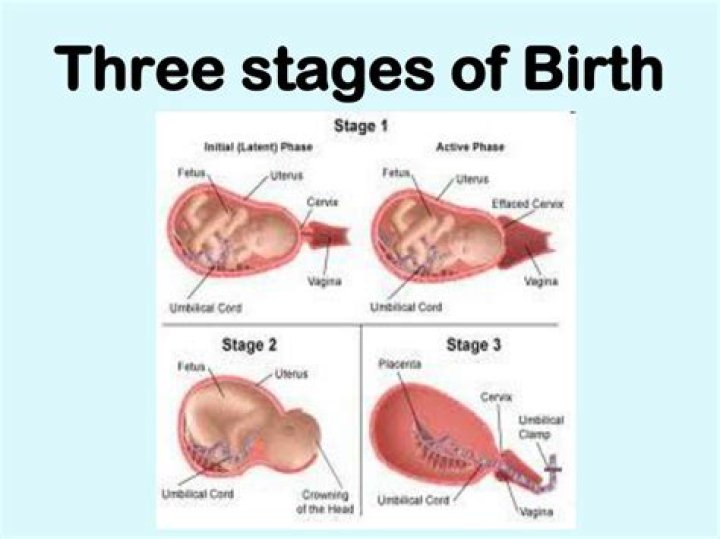 Is the shortest of the three birth stages?