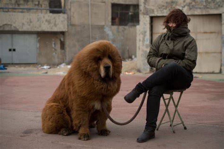 Is the Tibetan Mastiff real?