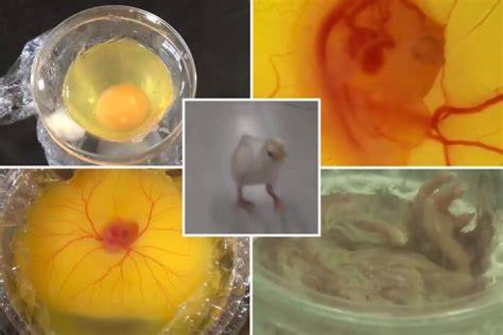 Is the yolk of an egg a baby chicken?