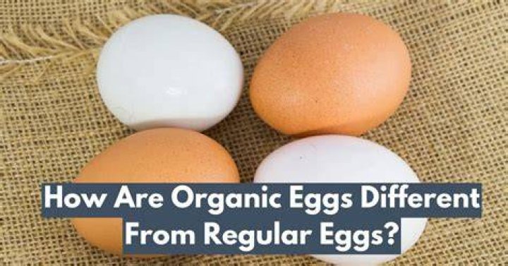 Is there a difference between organic eggs and regular eggs?