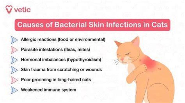 Is there a disease that makes you like cats?