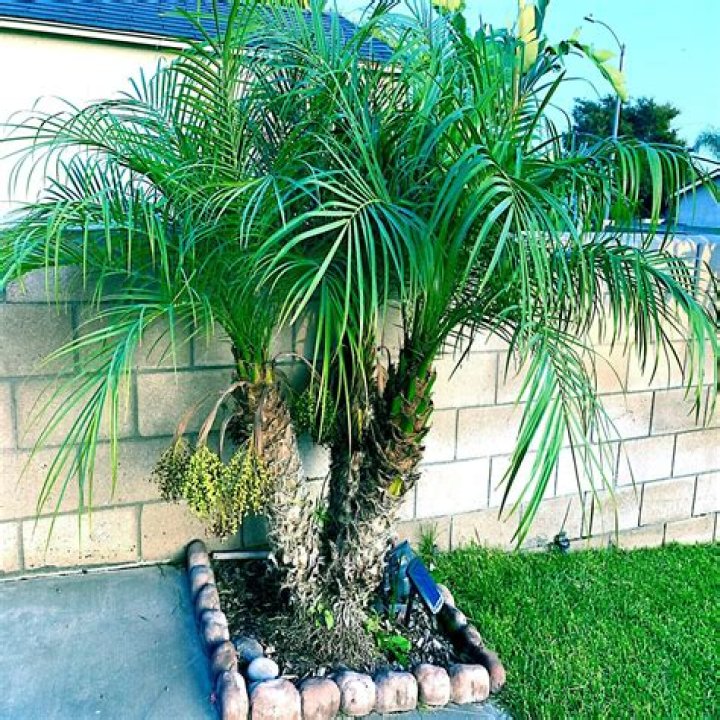 Is there a dwarf palm tree?