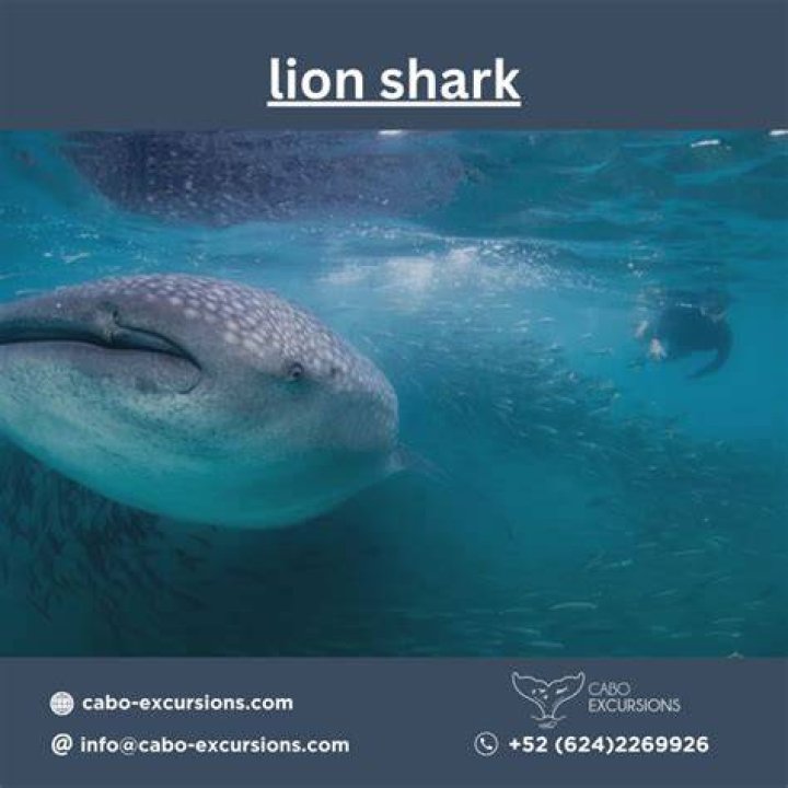 Is there a lion shark?