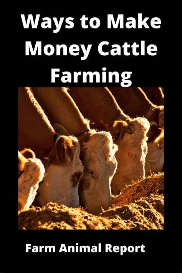 Is there any money in cattle farming?