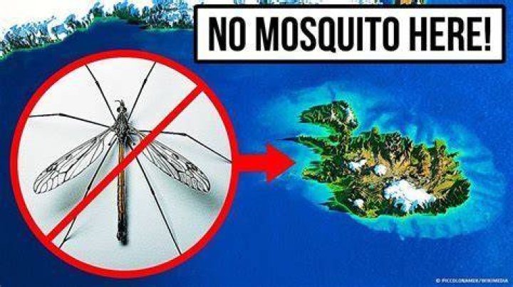 Is there anywhere on earth without mosquitoes?