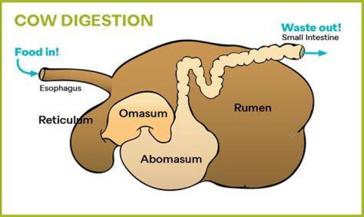 Is there cow stomach in cheese?