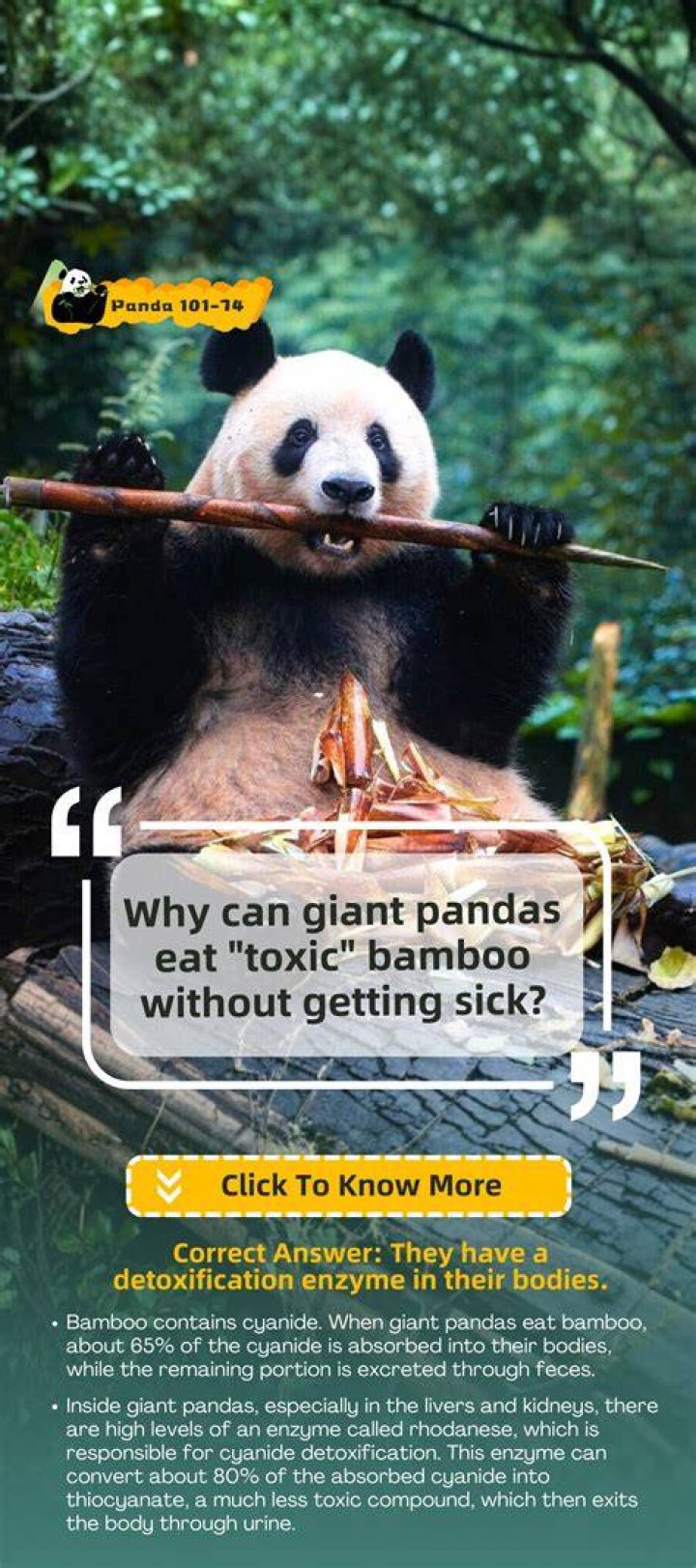 Is there cyanide in bamboo?