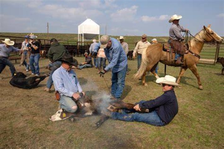 Is there money in horse ranching?