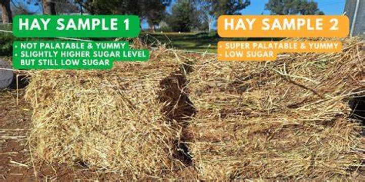 Is there more sugar in hay or haylage?