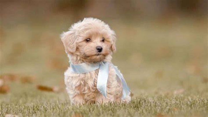 Is there tax when you buy a puppy?