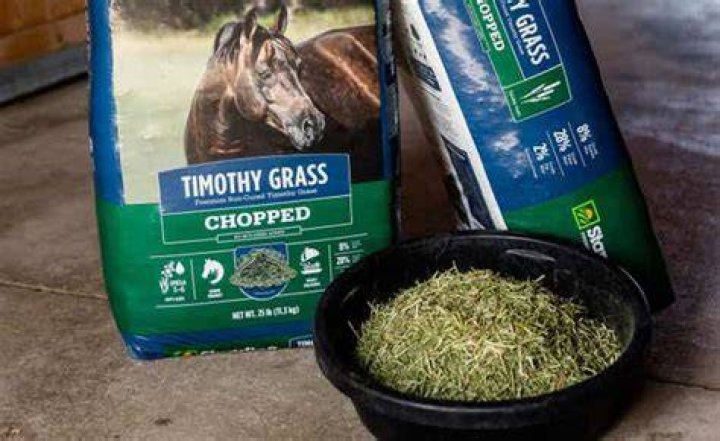 Is Timothy grass good for senior horses?