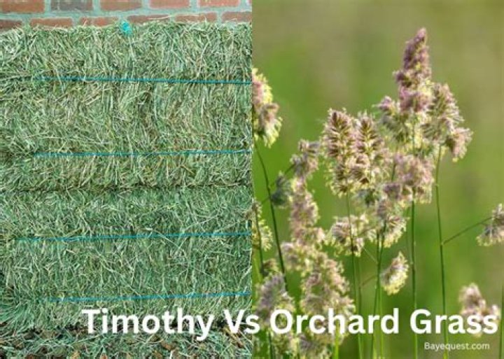 Is timothy or orchard grass lower in sugar?