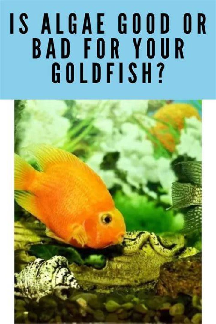 Is too much algaecide bad?