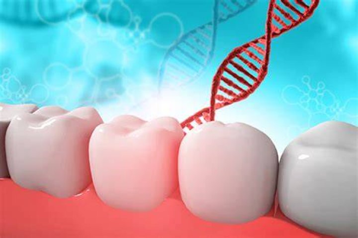 Is tooth shape genetic?