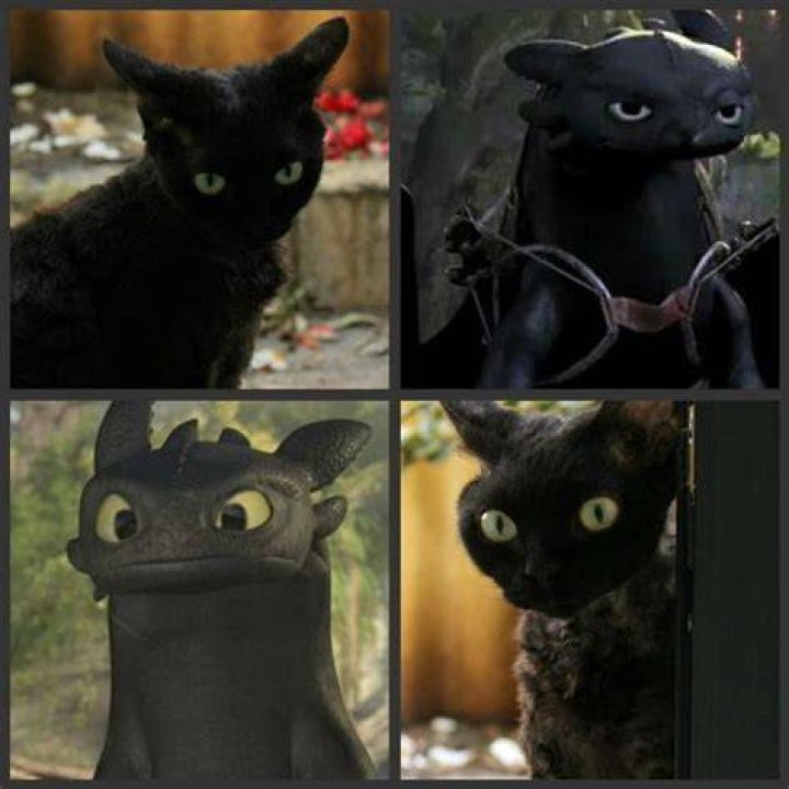 Is Toothless based on a cat?
