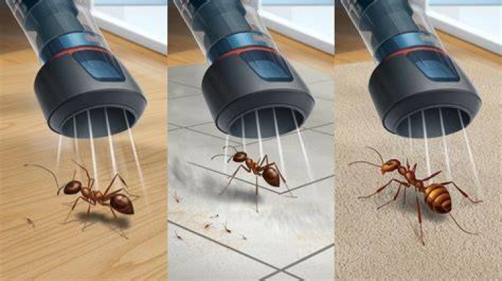 Is vacuuming ants a good idea?