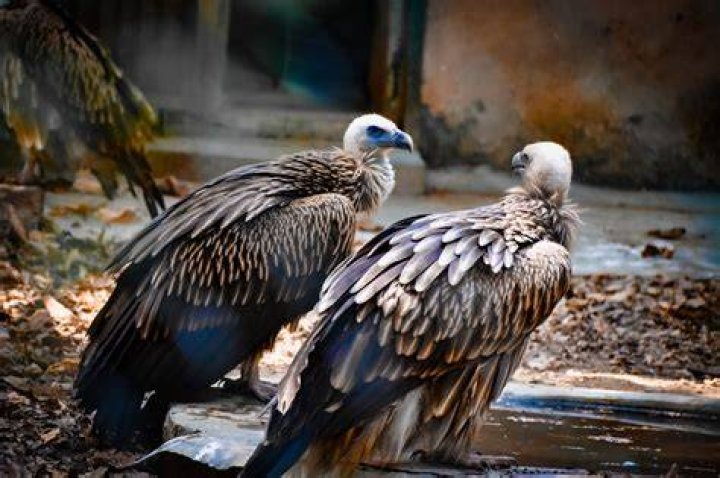 Is vulture edible?