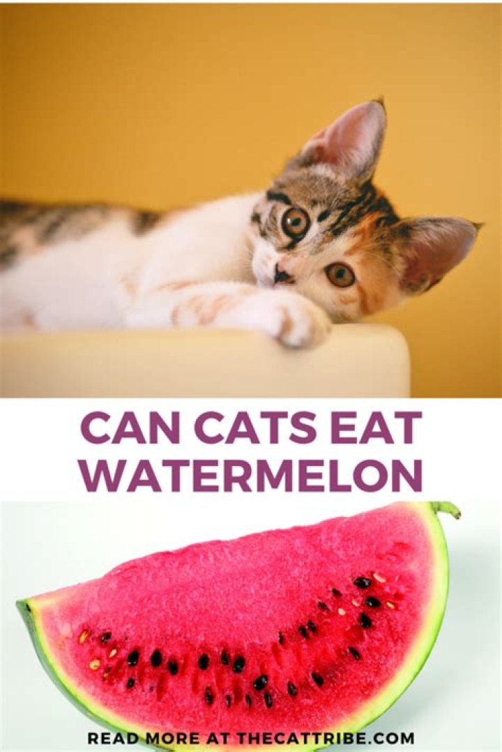 Is watermelon bad for cats?