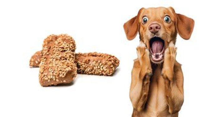 Is weetbix good for dogs?