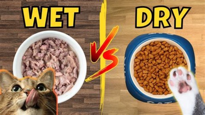 Is wet or dry food better for dogs?