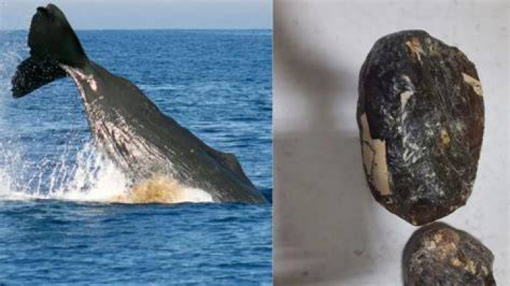 Is whale vomit worth money?