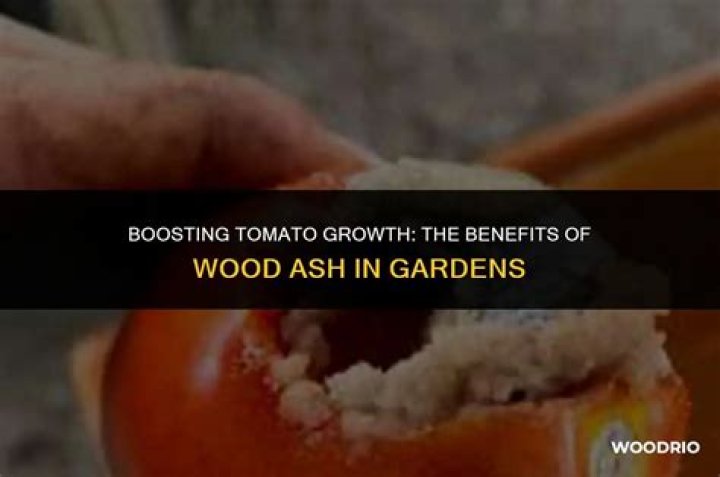 Is wood ash good for tomato plants?