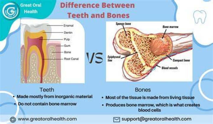 Is your teeth a bone?